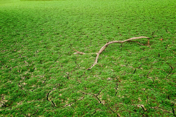 Rankin Bottoms Wildlife Refuge along the Nolichucky and French Broad Rivers in TN.