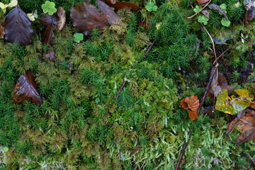 Green botanical forest background.