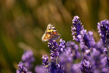 Beautiful summer Floral Background with a Gentle Butterflies on Lavender Flowers..