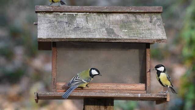 Great tits and coal tit at a wooden bird feeder looking for  seeds
