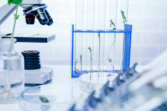 Genetically modified plant tested  .Ecology laboratory exploring new methods of plant breeding