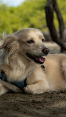 kokoni dog, in relaxed pose