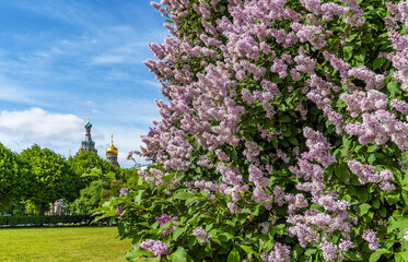 Lilac bushes with a view of the Church of the Savior on Spilled Blood from the Field of Mars.