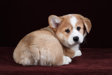 Cute little puppy on a brown background. Funny Pembroke Welsh Corgi Puppy