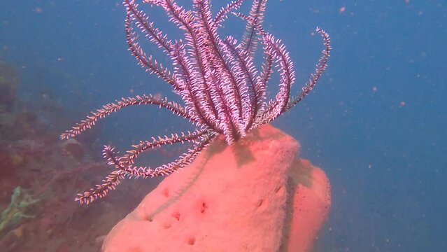 scuba diving in Portobelo, Panam&aacute;