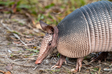 Armadillo up close, side portrait, in Florida