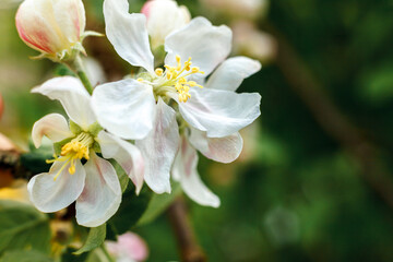 Fototapeta na wymiar Beautiful white apple blossom flowers in spring time. Background with flowering apple tree. Inspirational natural floral spring blooming garden or park. Flower art design. Selective focus