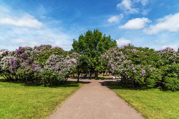 Bushes of blooming lilac on the avenue of the Champ de Mars . Saint Petersburg.