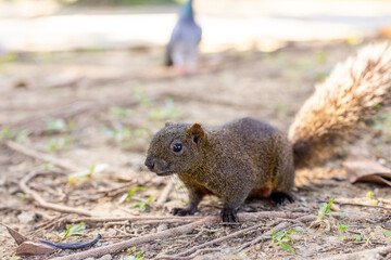 Naklejka na ściany i meble Adorable cute squirrel in park