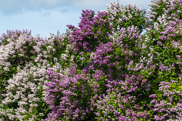Obraz premium Bushes of blooming lilac against the blue sky .