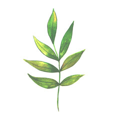 
Watercolor leaf isolated on white background.