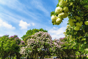 Bushes of blooming lilac on the avenue of the Champ de Mars . Saint Petersburg.