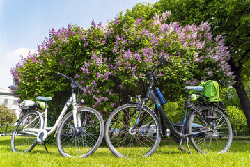 Fototapeta premium Two bicycles near the bushes of blooming lilacs on the avenue of the Champ de Mars . Saint Petersburg.