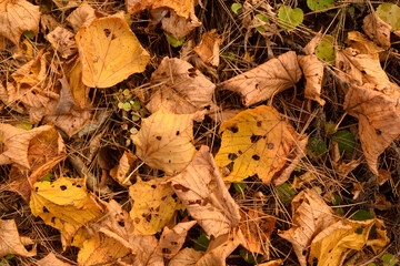 乾いた紅葉の絨毯