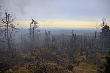 Brocken, Germany - 12 30 2022: Dead spruces and trees due to bark beetle infestation in the forest on the Brocken in the Harz Mountains with a view of the valley