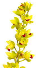 Orchidée Cymbidium jaune	