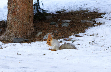 Gray squirrel under pine eating