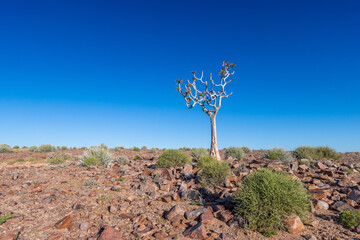 Fototapeta na wymiar beautiful quiver tree on a sunny day with blue sky at fish river canyon