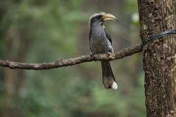 Most Beautiful Malabar Grey Hornbill having fruits with beautiful background at Coorg,Karnataka,India. This picture can be used as a wallpaper.
