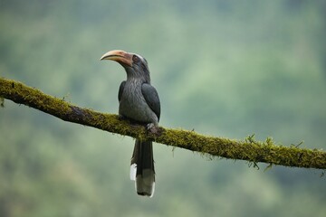 Most Beautiful Malabar Grey Hornbill having fruits with beautiful background at Coorg,Karnataka,India. This picture can be used as a wallpaper.
