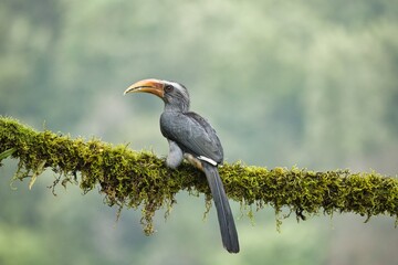Most Beautiful Malabar Grey Hornbill having fruits with beautiful background at Coorg,Karnataka,India. This picture can be used as a wallpaper.
