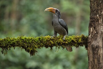 Most Beautiful Malabar Grey Hornbill having fruits with beautiful background at Coorg,Karnataka,India. This picture can be used as a wallpaper.
