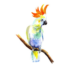 Watercolor parrot isolated on white background.