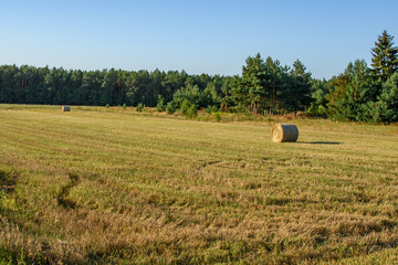 Bale słomy leżące na polu po żniwach zbieranie słomy z pola