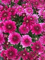 Fototapeta premium pink chrysanthemum flowers