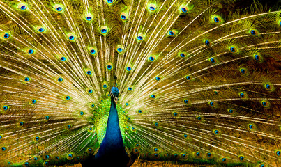 Pavão  com suas penas coloridas no Safari de São Paulo, Brasil.