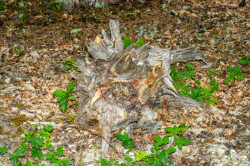 Stara karpa wyrwana z ziemi w lesie z grubymi korzeniami 