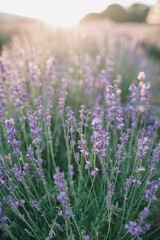 Obraz premium Wild lavender flowers in the rays of sunset. Closeup summer background. selective focus