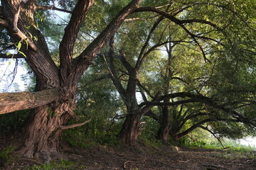 Trees near the shore Olokul
