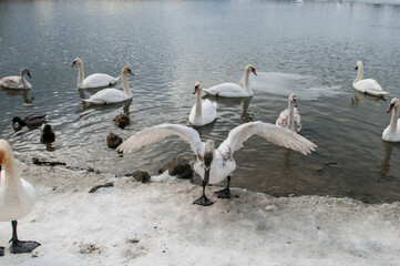 the swan spreads its wings on the shore of the lake under the bright sun