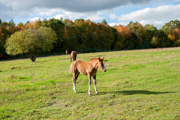 Naklejka na ściany i meble a brown foal grazes in nature against the background of an autumn forest