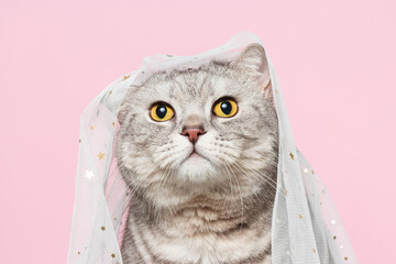 Portrait of cute cat in white veil on pink background, valentine and wedding concept