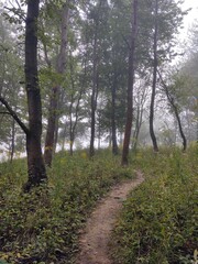 Mist in the forest. Sunrays behind the trees. Slovakia