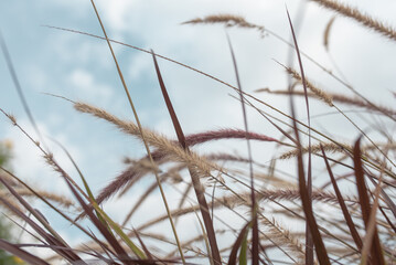 Obraz premium Purple Fountain Grass On Sky Background. Dry Pampas Grass, Earthy Neutral Warm Tone.Selective focus. Blurred background.