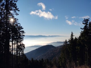 Mist in the forest. Sunrays behind the trees. Slovakia