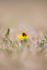 Bee on flower