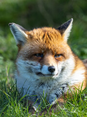 Naklejka na ściany i meble Red Fox resting in the Spring Sun