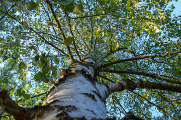 Korona drzewa brzozy sfotografowana od dołu perspektywa mrówki na pniu drzewa 