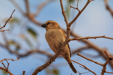 The sparrow-weaver, small bird. Mowani, Damaraland, Namibia, South Africa.