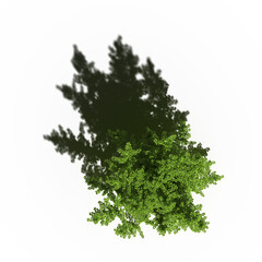 tree with a shadow under it, top view, isolate on a transparent background, 3d illustration