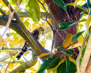 hawk in a magnolia tree