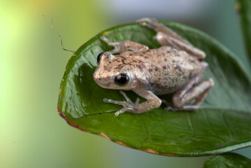  little red tree frog perched on a leaf