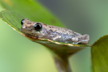  little red tree frog perched on a leaf