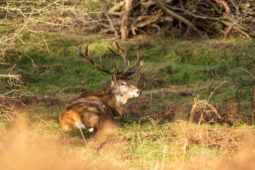 red deer stag lounging in the shade of a tree