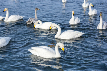 White swans swimming in the nonfreezing winter lake