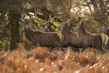 Herd of red deer stags